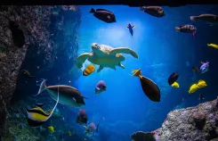 Aquarium de Biarritz au Pays basque, visite de l’aquarium avec découverte des poissons, requins, phoques et espèces marines de l’océan Atlantique, activité culturelle et familiale incontournable sur la côte basque