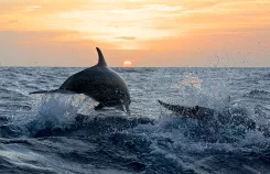 Sortie voile et dauphins au large de Capbreton, excursion en voilier sur l’océan Atlantique pour observer les dauphins et les cétacés dans le Gouf de Capbreton, balade maritime nature au Pays basque et dans les Landes