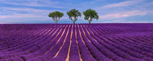 Champs de lavande avec trois chênes lièges au bout de la colline