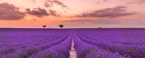 Champs de lavande au coucher de soleil avec des lumières rougoyantes