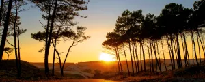 Forêt landaise derrière la dune au coucher de soleil