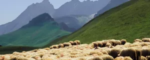 Troupeau de moutons dans les montagnes vertes des Pyrénées en été