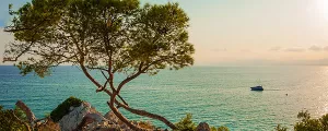 Pin parasol surplombant la mer Méditerranée bleu turquoise au soleil couchant