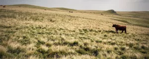 Prairie jaunie avec une vache en Corrèze
