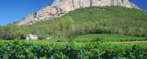 Vignobles dans l'Hérault