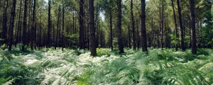 Forêt landaise entre pins et fougères