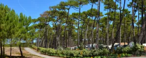 Forêt et emplacement de camping 3 étoiles