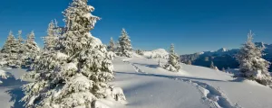 Sapin et chemin sous la neige en montagne en Isère