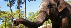 la-palmyre-charente-maritime-nouvelle-aquitaine-france-campings-elephant-zoo-pins-littoral-resasol-vacances-loisirs-evenements