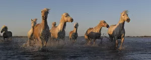 sainte-marie-de-la-mer-pyrenees-orientales-occitanie-france-campings-chevaux-camargue-galop-eau-mer-resasol-vacances-loisirs-evenements