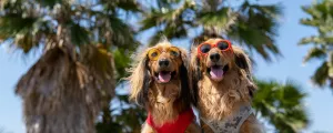 Deux chiens joyeux portant des lunettes de soleil et des bandanas, profitant d'une journée ensoleillée dans un camping accueillant les animaux
