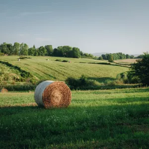 Prairie normande et ses bocages avec une botte de foin au milieu de l'herbe verte