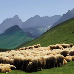 Troupeau de moutons dans les montagnes vertes des Pyrénées en été