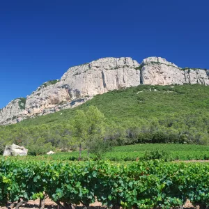 Vignobles dans l'Hérault
