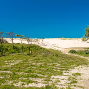 Forêt de pins dans les Landes avec la vue sur la dune et le ciel bleu