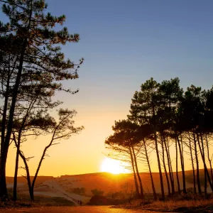 Forêt de pins au coucher de soleil
