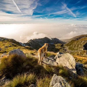 Chien au sommet d'une montagne