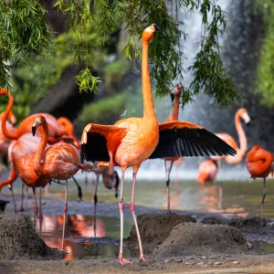 la-palmyre-charente-maritime-nouvelle-aquitaine-france-campings-flamant-rose-zoo-de-la-palmyre-resasol-vacances-loisirs-evenements