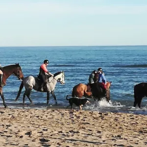 serignan-plage-herault-occitanie-france-campings-cheval-mer-mediterranee-littoral-resasol-vacances-loisirs-evenements