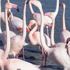 Flamants roses dans le parc ornithologique du pont de gau prés de l'étang de Gines aux Saintes Maries de la Mer en Camargue - Bouches du Rhône - Occitanie - France resasol loisirs vacances evenements