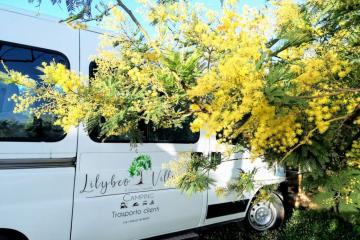 Camping Lilybeo Village 