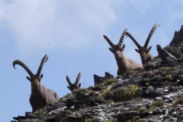 Camping Eden de la Vanoise