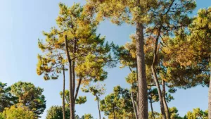 Camping Sunêlia Le Tropicana