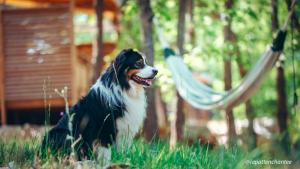 Camping Lac de Sainte Croix