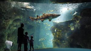 Camping Tamarins Plage