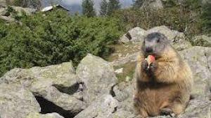 Flower Camping  A La Rencontre du Soleil