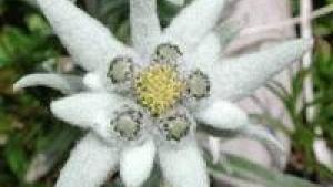 Flower Camping  A La Rencontre du Soleil