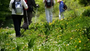 Camping L'Abri des Pins