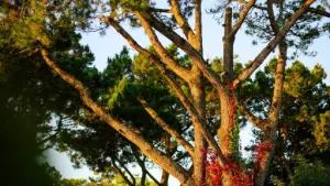 Camping L'Abri des Pins