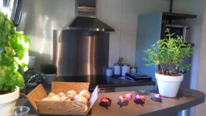 Flower Camping  A La Rencontre du Soleil