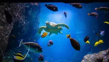 AQUARIUM DE BIARRITZ