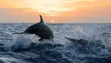 SORTIE VOILE & DAUPHINS