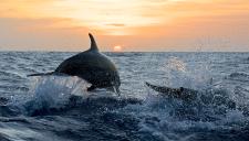 SORTIE VOILE & DAUPHINS