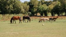 Camping Domaine de Kervallon - Maeva
